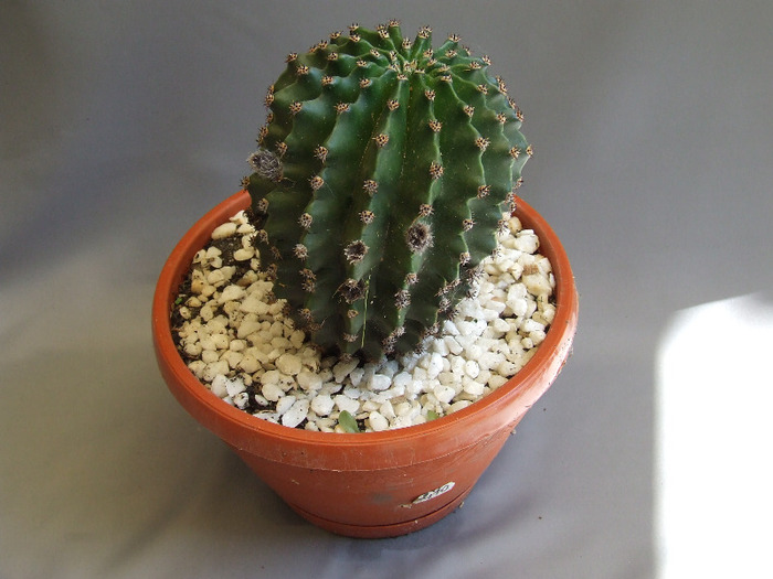 cactusii mei 081 - cactusii vara 2011