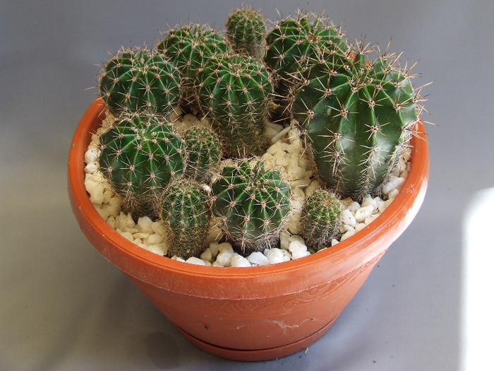 cactusii mei 082