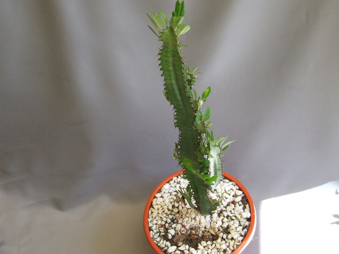 cactusii mei 083 - cactusii vara 2011