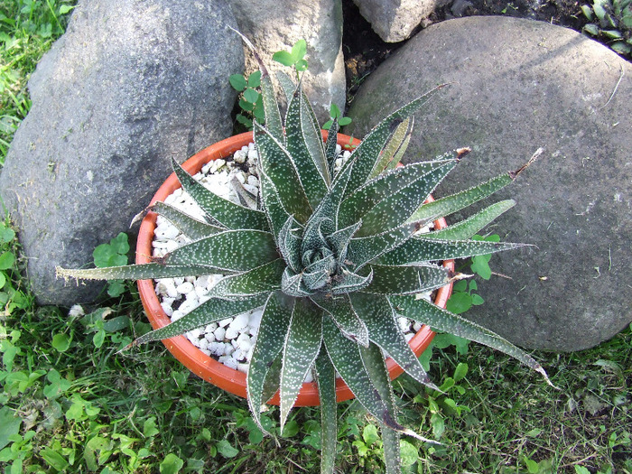cactusii mei 087