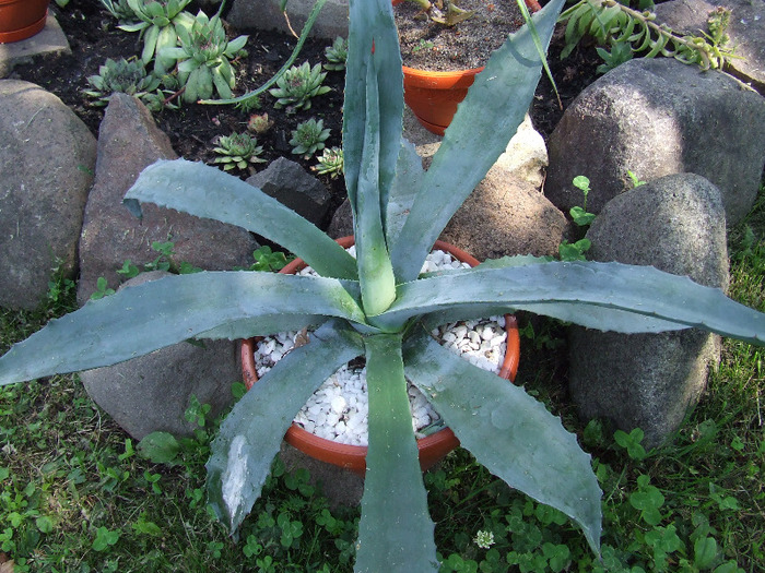 cactusii mei 088