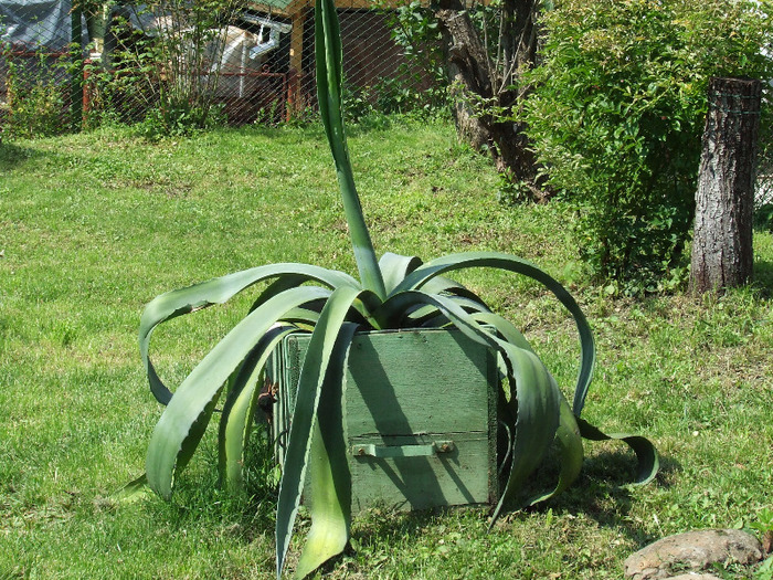 cactusii mei 105