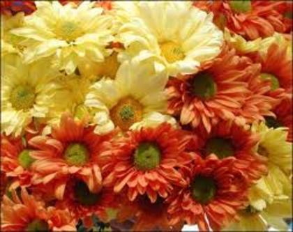 5 - flori de toamna