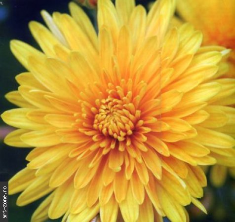 Crizantema__Gen_Chrysanthemum_med - flori de toamna