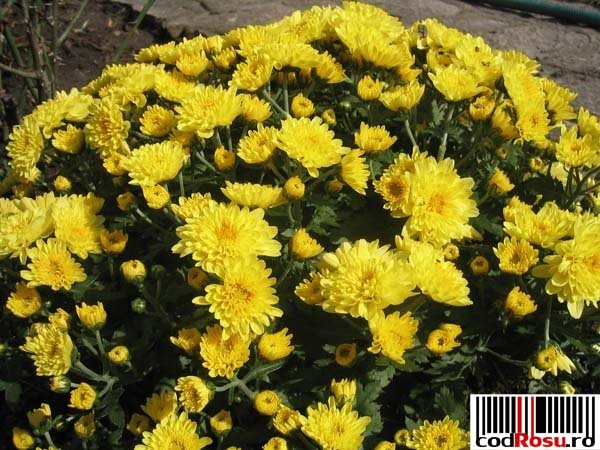 poza-crizanteme_02 - flori de toamna