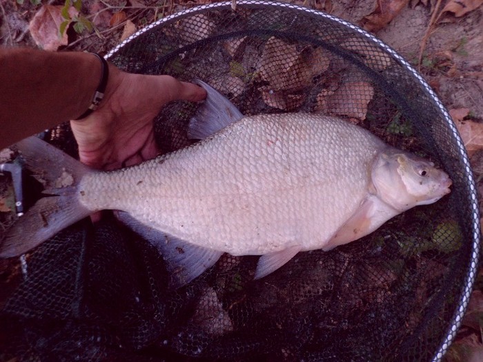 platica de 3 kg si 52 cm
