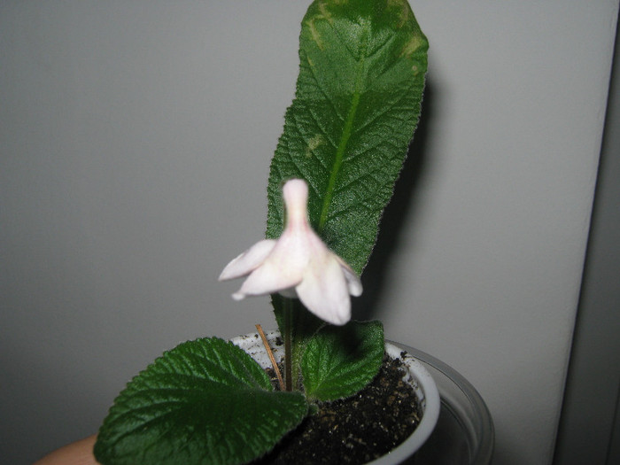  - streptocarpus Bristol_s Goose Egg