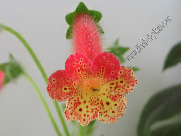 Kohleria Grongoling - KOHLERIA I