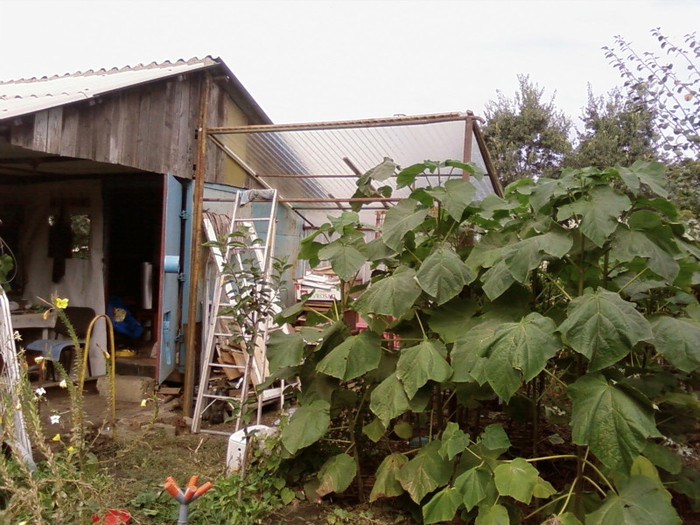 fata2 - Apicol 2011-2012