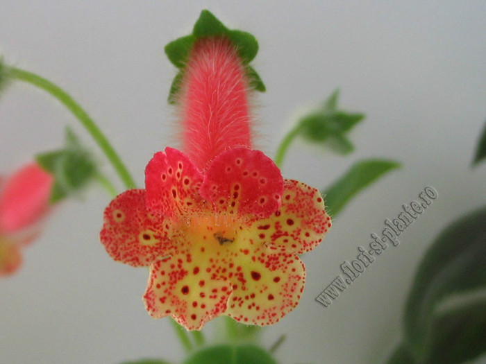 Kohleria Grongoling - KOHLERIA I