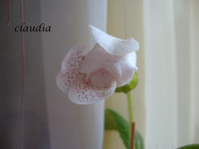 milye vesnushki - 1T gloxinia