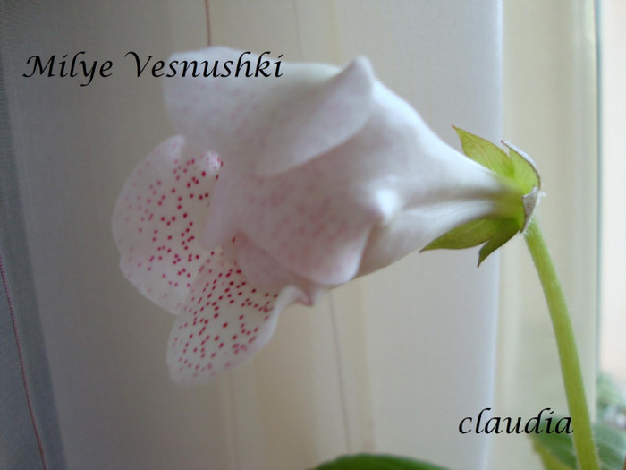 DSC03575 - 1T gloxinia