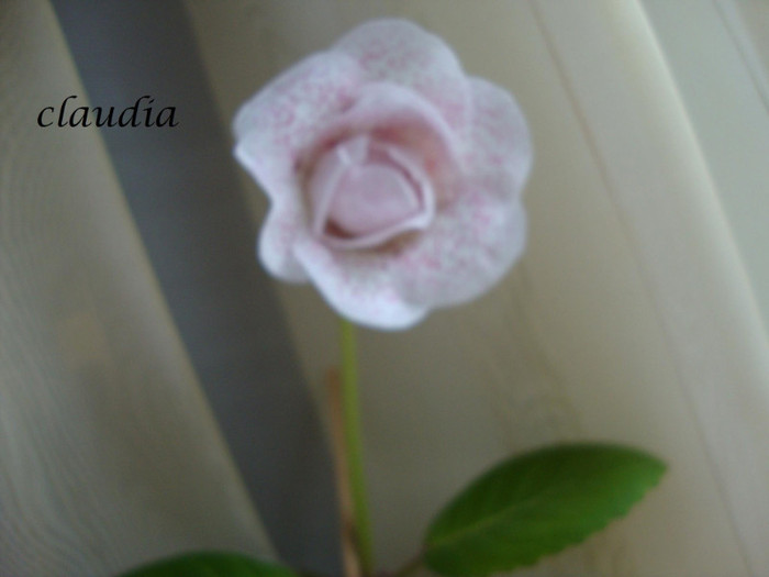 DSC03576 - 1T gloxinia