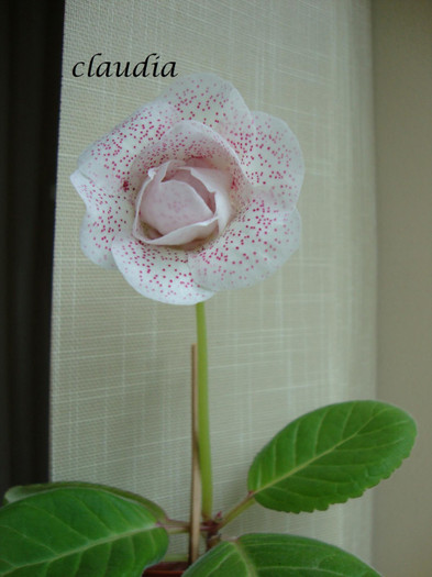 DSC03578 - 1T gloxinia