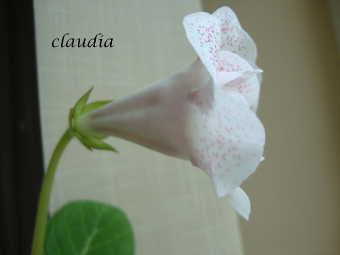 DSC03579 - 1T gloxinia