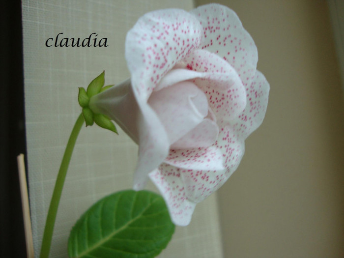 DSC03580 - 1T gloxinia