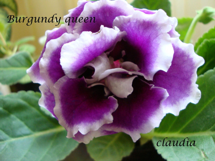 burgundy queen - 1T gloxinia