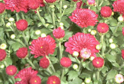 crizanteme - flori de toamna