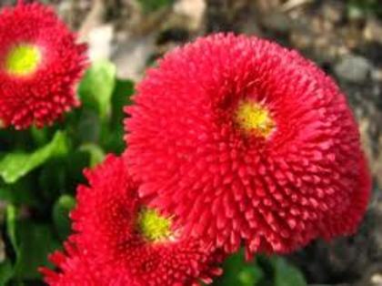 images (2) - flori de toamna