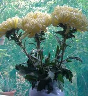 images (6) - flori de toamna