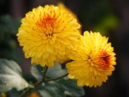 images (9) - flori de toamna