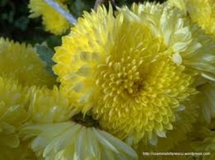 images (10) - flori de toamna