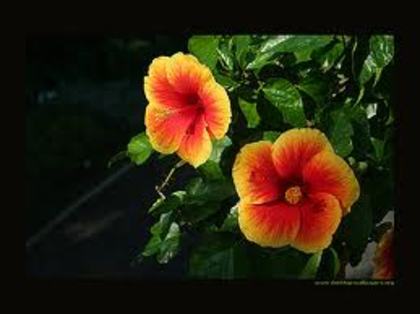 images (26) - poze flori