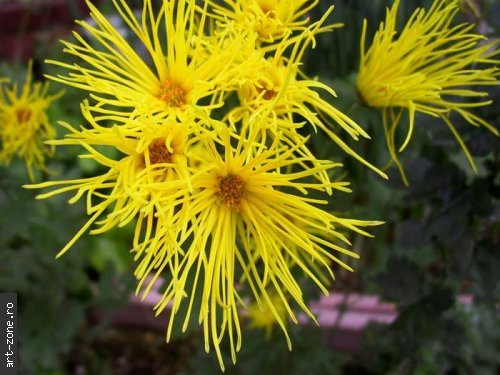 Chrysanthemum_Morifolium_Galbene_med - poze flori