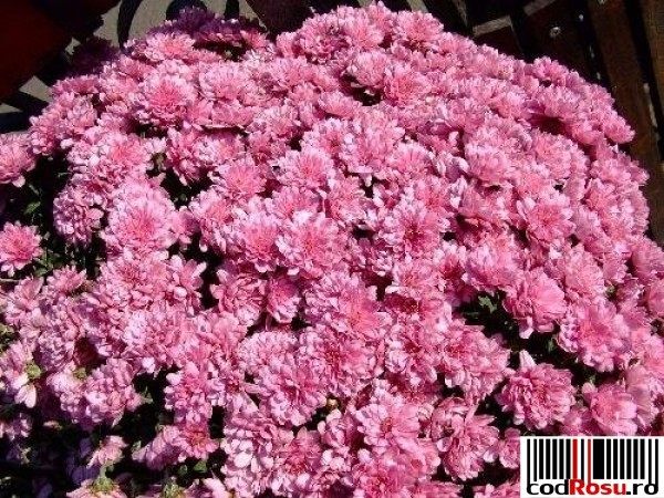 poza-crizanteme_04 - poze flori