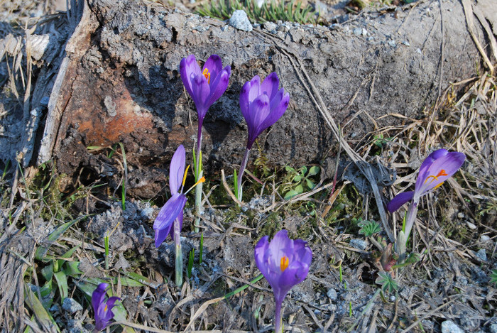 Parcul natinal Rodnei - Turul Romaniei