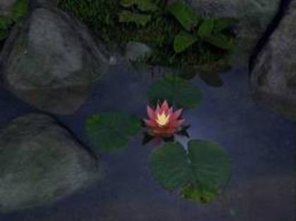 images (2) - poze poze