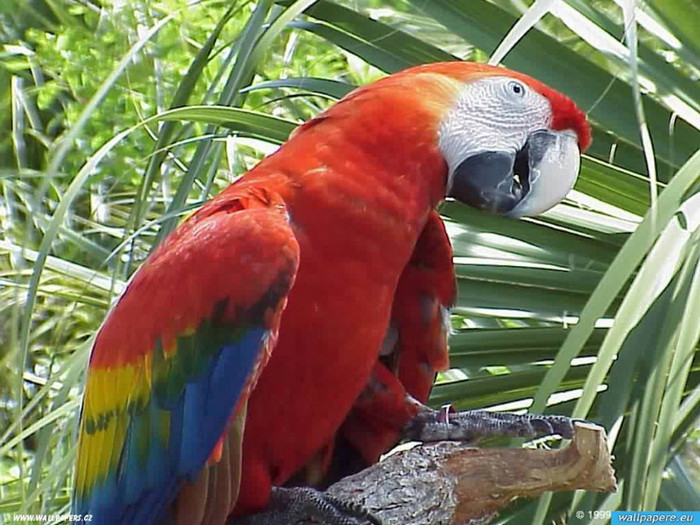 www.wallpapere.eu-Wallpapers_Tiere_Animals_Voegel_Papageien_002 - POZE DESKTOP