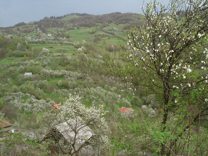 DSC01016