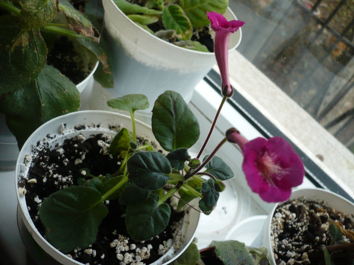 Tommy Tunner - zzz-GLOXINIA SI MINISININGIA 2011-iesite din colectie