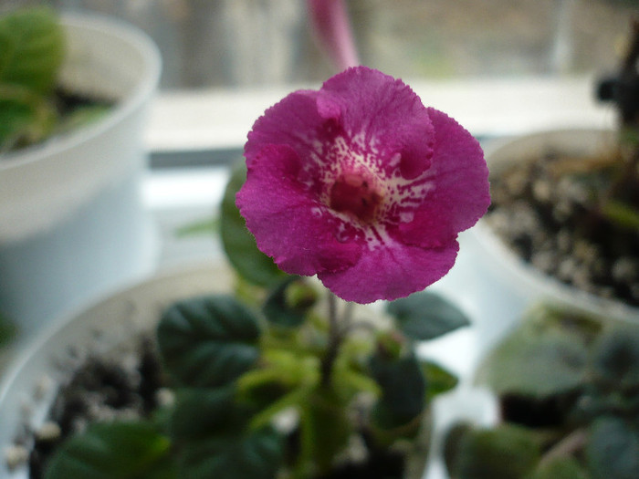 P1100471 - zzz-GLOXINIA SI MINISININGIA 2011-iesite din colectie