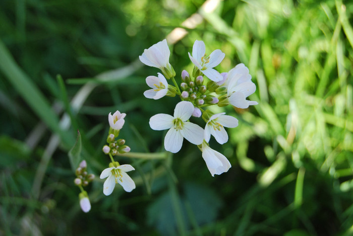 Concediu 2009 (791) - Turul Romaniei