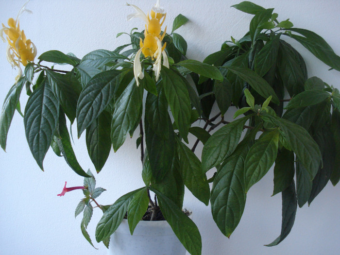 DSC00528 - FLORI 2011