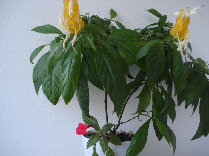 DSC00530 - FLORI 2011