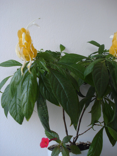 DSC00532 - FLORI 2011