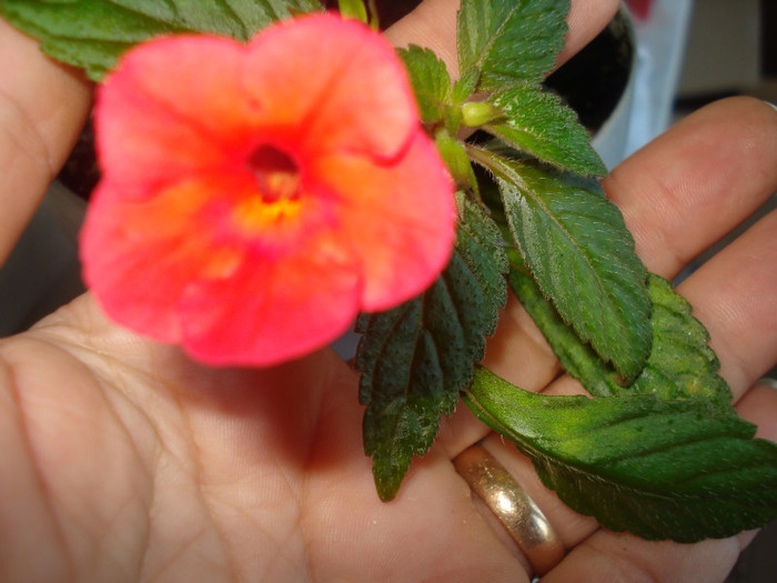 DSC00536 - FLORI 2011