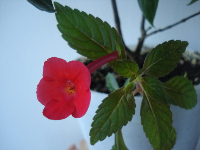 DSC00524 - FLORI 2011