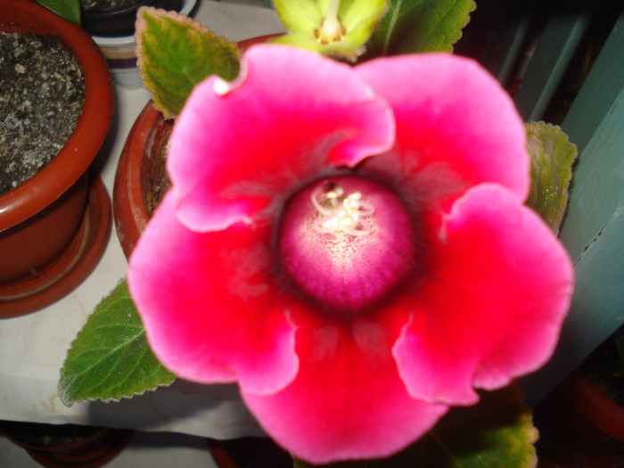 DSC00520 - FLORI 2011