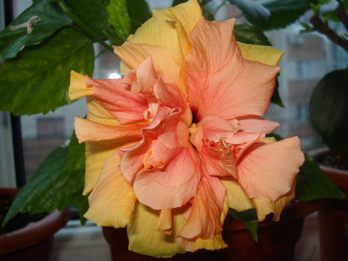 DSC00518 - FLORI 2011