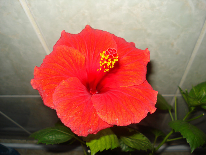 DSC00519 - FLORI 2011