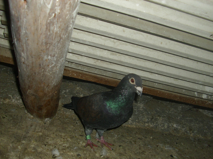 m-2010 - Porumbeii 2011