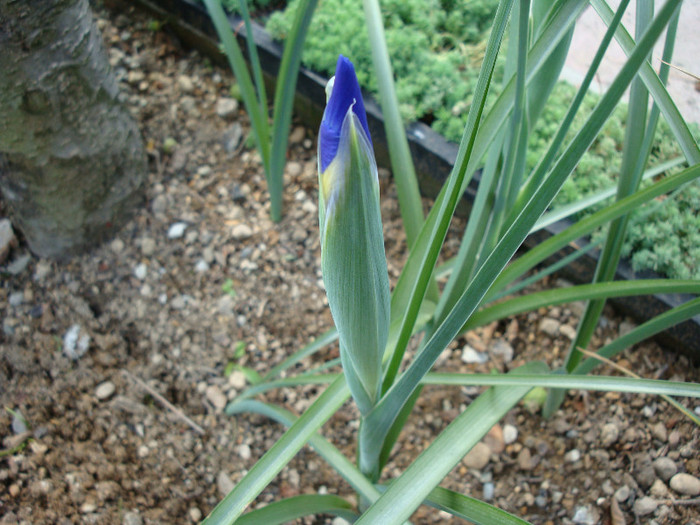 Iris hollandica (Hort) - Genul Iris