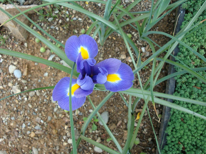 Iris hollandica (Hort) - Genul Iris