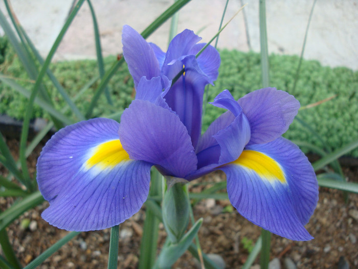 Iris hollandica (Hort) - Genul Iris