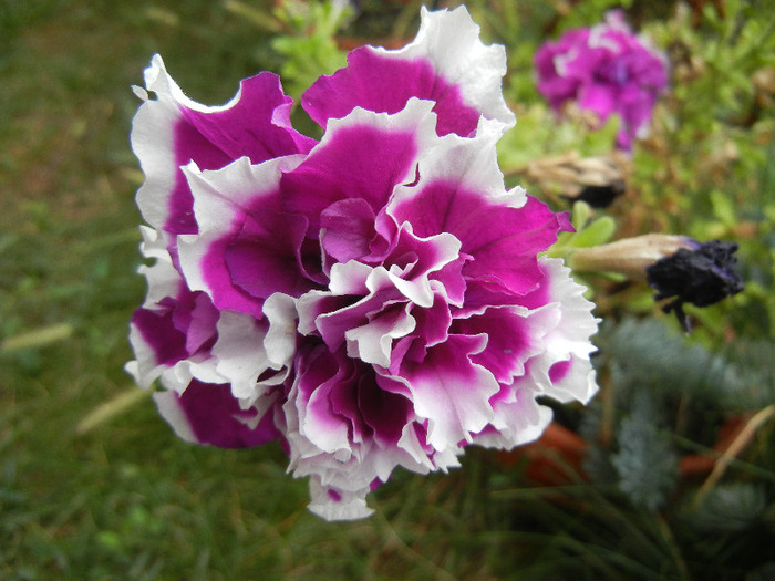 Petunia Purple Pirouette (2011, Oct.03)