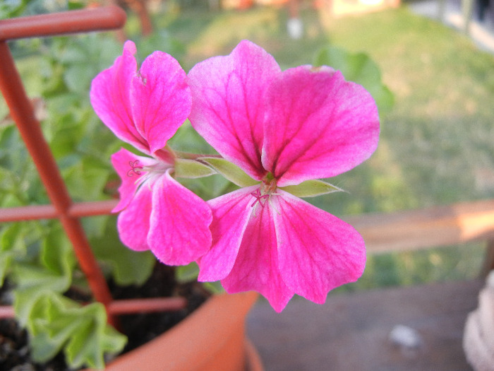 Geranium Summer Showers (`11, Sep.20)